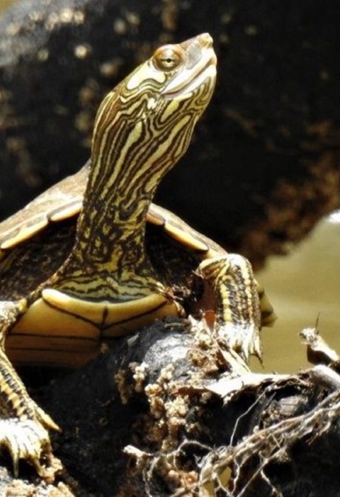 Posing directly in front of the camera is a an olive to brown turtle looking away with its head turned to the right of the image.