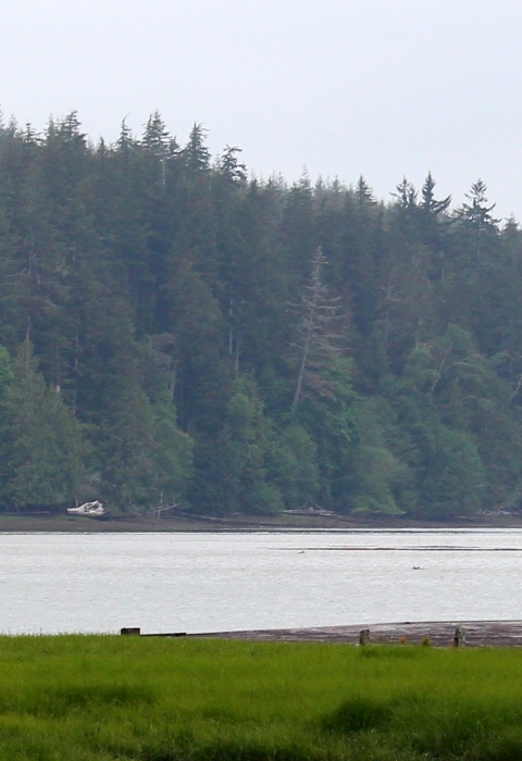A narrow portion of bay surrounded by forest on the far side and green wetland on the near side