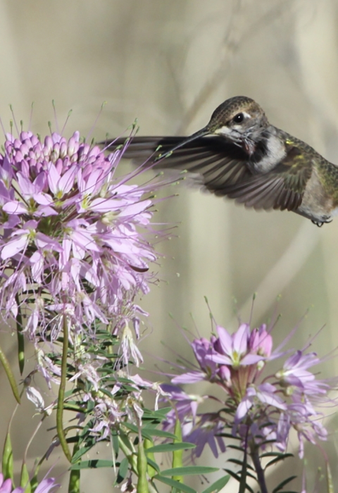 A hummingbird visits a Rocky Mountain bee plant.