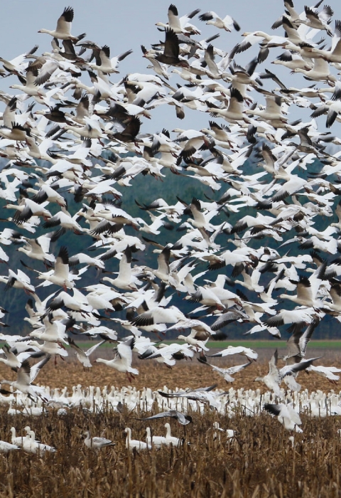 Dozens of white and black snow geese in flight fill the sky above a cornfield