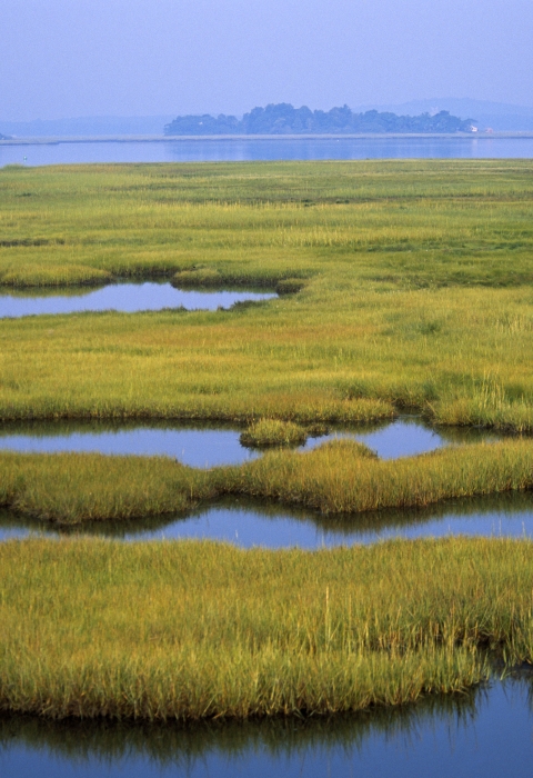 Calm wetland.