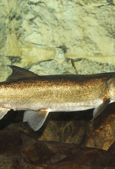 Gold-colored fish in water