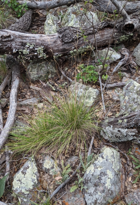 Guadalupe fescue