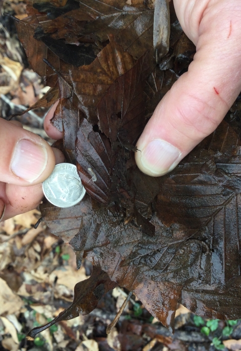 A hand holds a dime next to a tiny crustacean