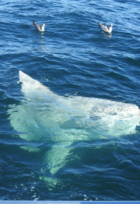 a big white fish dwarfs the gulls on the water