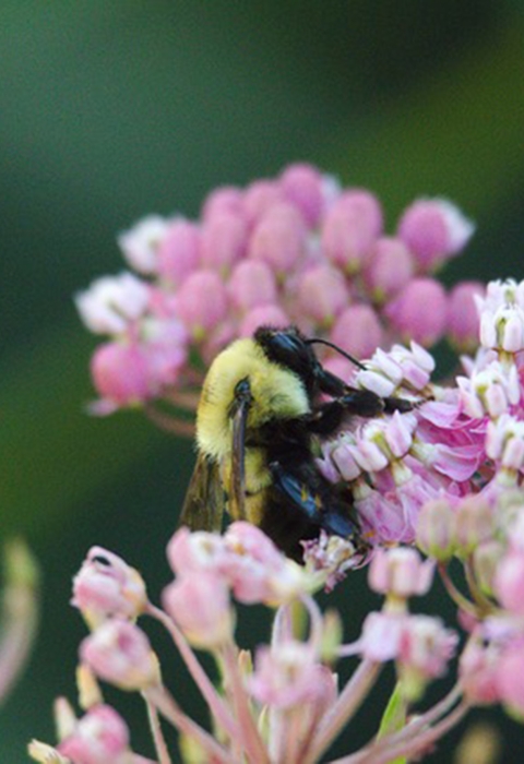 Image of bumblebee on flowers