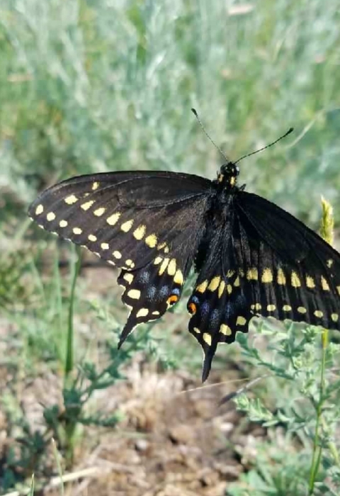 Black Swallow