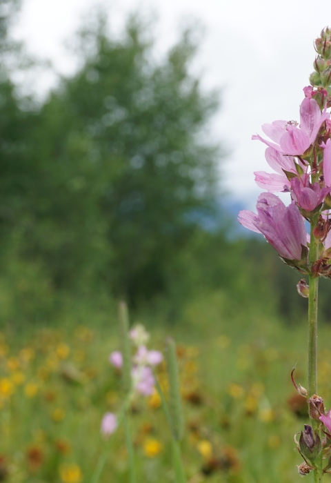 Wenatchee mountains checker-mallow in a meadow