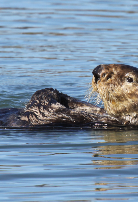 By rubbing their flippers and forepaws simultaneously, sea otters increase the efficiency of a grooming session.
