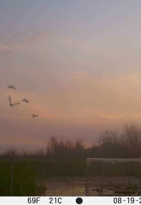 trail cam picture of ducks flying around and inside a swim-in trap