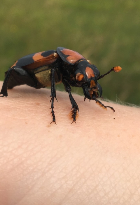 A large black beetle with orange markings.