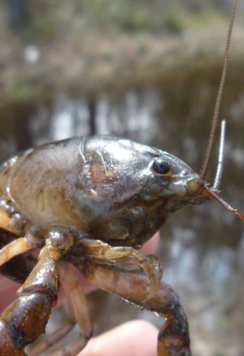 Panama City crayfish