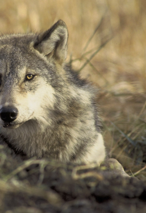 A gray wolf lays down in short grasses, with it's head up and looking quizzically at the camera.