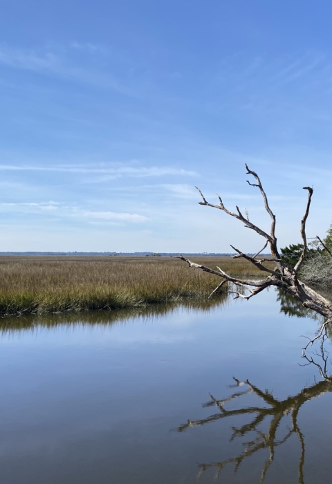Salt marsh with stream