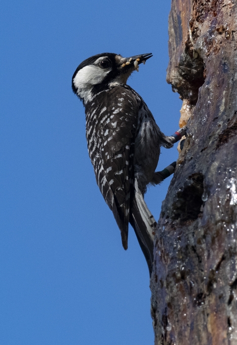 A red-cockaded woodpecker using a tree cavity.