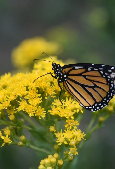 Orange, black and white butterfly on yellow wildflower