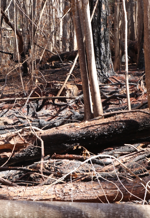Burnt and broken trees lay about in a forest on Maui