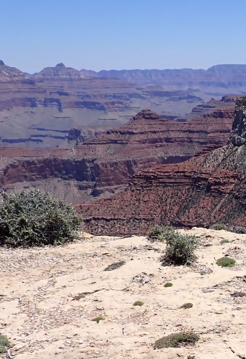 The tan limestone edge of the Grand Canyon with the flat matted plant sentry milk-vetch grows. Reds, browns and tan jagged plateaus are in the background.