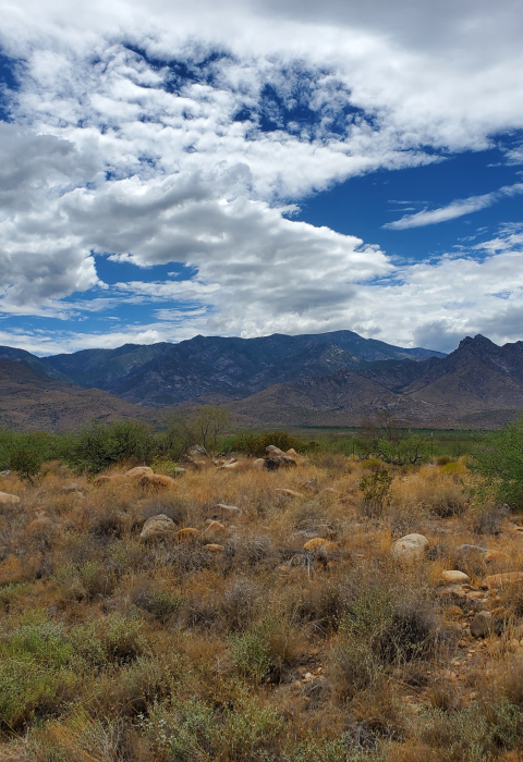 A desert with mountains in the background