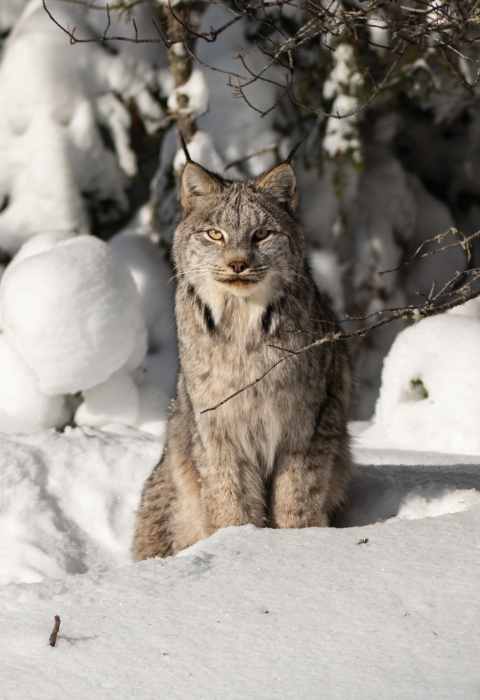 A Canada lynx sitting in deep snow surrounded by boreal forest.
