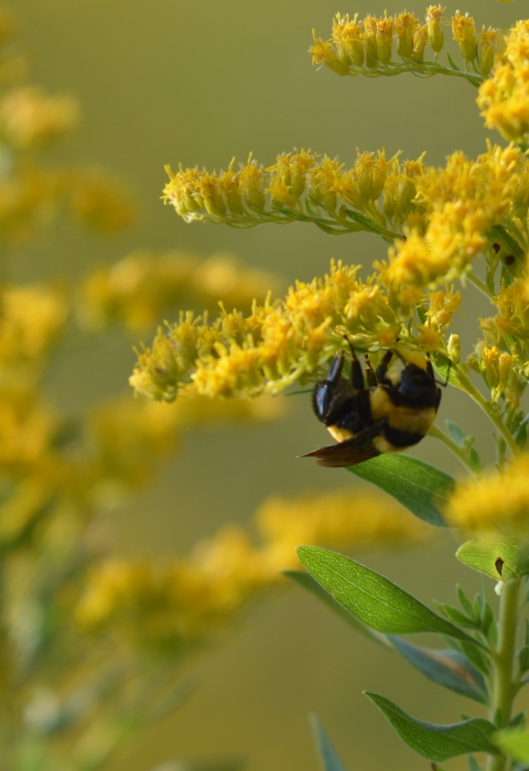 bee hanging on to yellow goldenrod