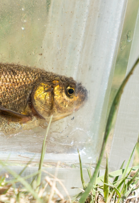 A small brassy colored fish with a light colored background.