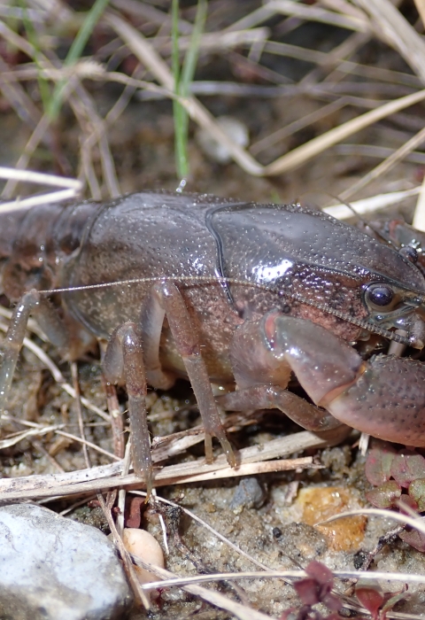 The spinytail crayfish is small and slender. It has a hard, reddish-brown shell with darker markings. Its tail is tapered with spiny ridges along the edges.