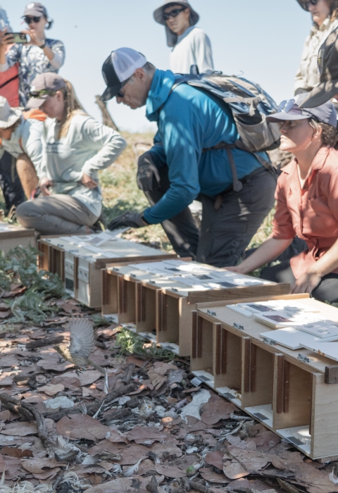 Staff at Midway Atoll opening Laysan finch bird boxes on ground to release them onto a vegetated area at Kuaihelani