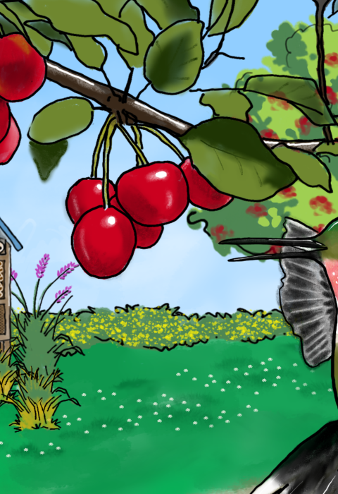 Drawing of a hummingbird flying under a cherry tree with flowers and an insect hotel structure in the background
