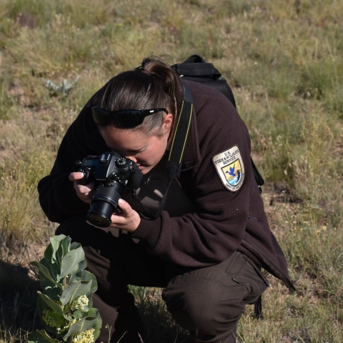 Anna Weyers Blades taking a picture of broadleaf milkweed