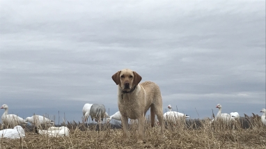 A yellow lab dog stands in a field surrounded by snow goose decoys.