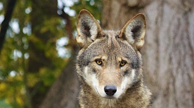 Red wolf facing the camera