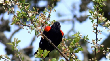 Image of a red winged blackbird