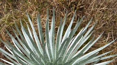 Birds eye view of an ahinahina plant, wet with dew or rain.