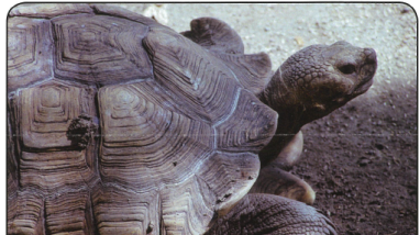 Desert Tortoise