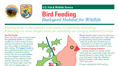 BirdFeeding2.pdf