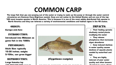 Common Carp Fact Sheet 