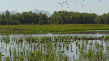 Willow Creek-Lurline virtual tour at Sacramento National Wildlife Refuge Complex