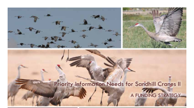 Sandhill Crane, A Funding Strategy II
