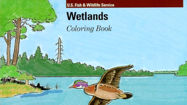 Wetlands Coloring Book