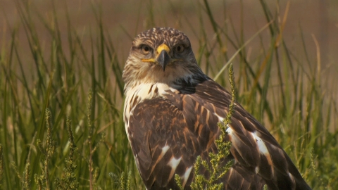 A closeup of a hawk looking towards the camera. Tall grasses are in the background.