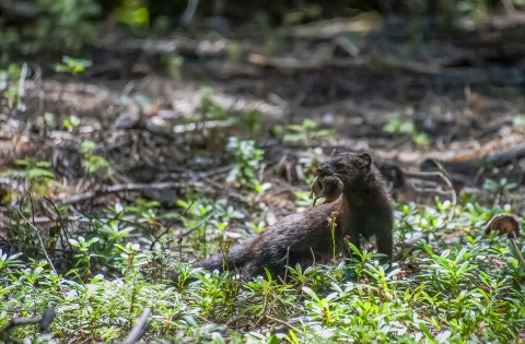 a fisher holding a mouse in its mouth