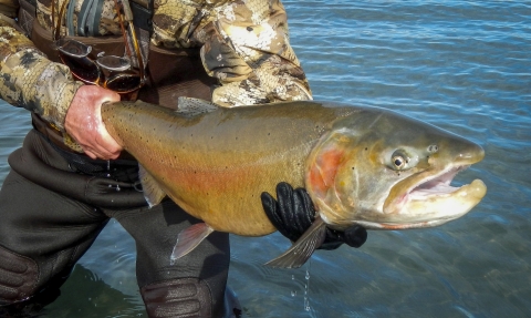 A Lahontan cutthroat trout caught by an angler in Pyramid Lake