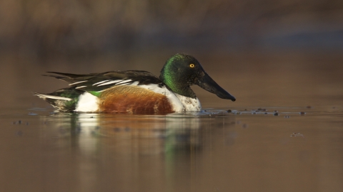 A male northern shoveler swimming. 