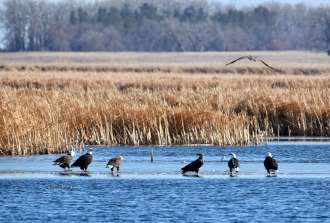 Bald Eagles gathering in a wetland at J. Clark Salyer National Wildlife Refuge