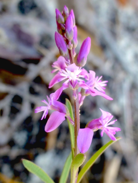 A vivid pink blooming plant