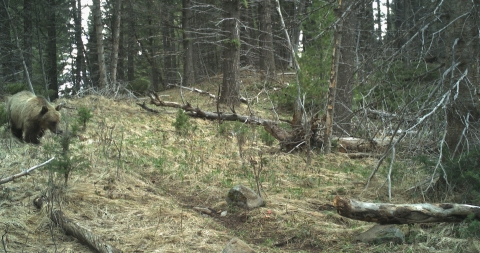 A grizzly bear walking in the forest.