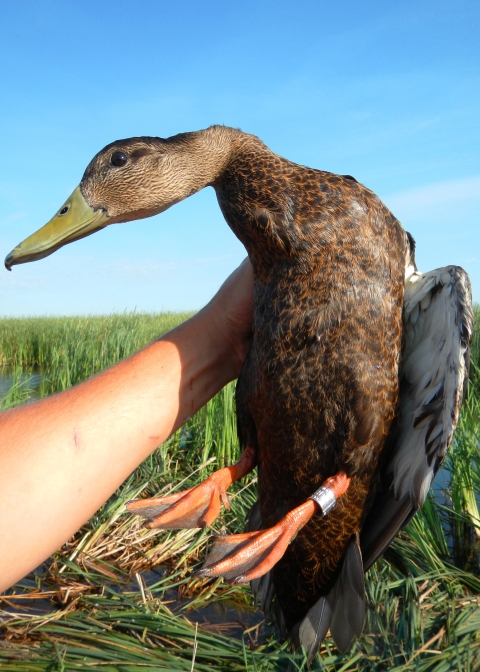 Banded black duck