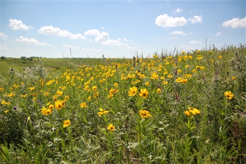 Remnant prairie on Freese waterfowl production area.