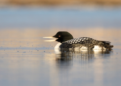 Black and white bird and yellow bill on the water